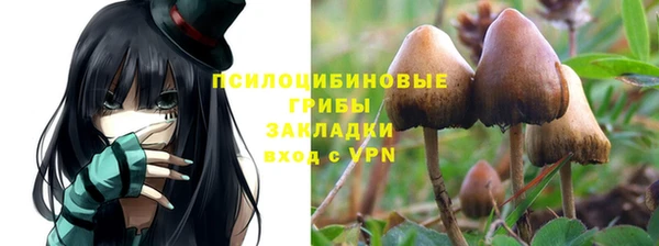 сатива Новокубанск